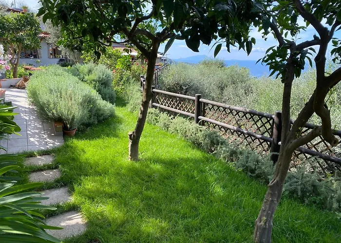 Olive - Moderno Tra Gli Ulivi Di Σορέντο