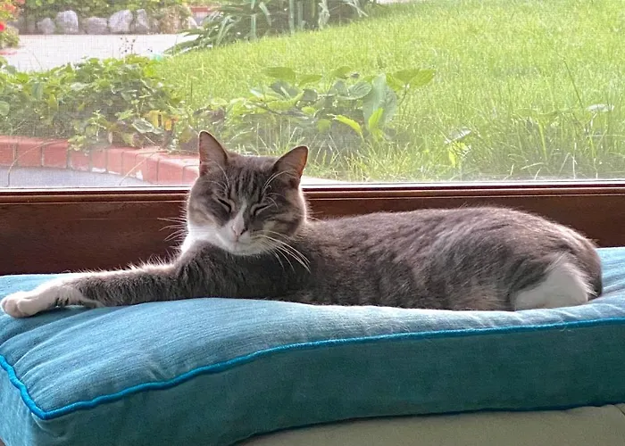 Σπίτι διακοπών Olive - Moderno Tra Gli Ulivi Di Σορέντο