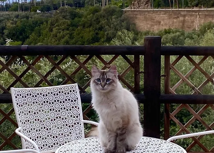 Olive - Moderno Tra Gli Ulivi Di Σπίτι διακοπών Σορέντο