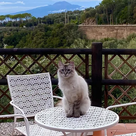 Olive - Moderno Tra Gli Ulivi Di Holiday home Sorrento