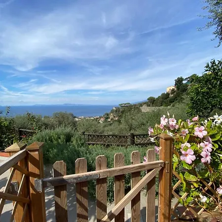 Olive - Moderno Tra Gli Ulivi Di